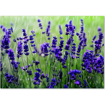 Obraz Skleněný panel 70 x 100 x 4 mm tvrzené sklo broušené fialový