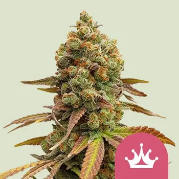 Semeno Royal Queen Seeds Special Queen 1 Balení: 1ks