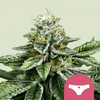Semeno Royal Queen Seeds Sherbet Queen Balení: 1ks