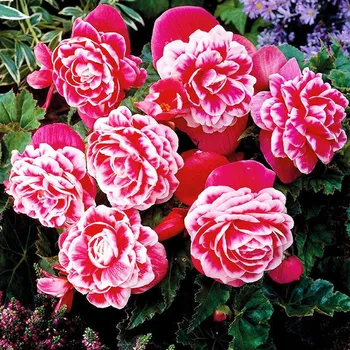 Cibulovina Begonie Camellia Begonia 2 ks