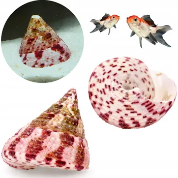 Dekorace do akvária Škeble Trochus Conus Dekorace do Akvária 4cm