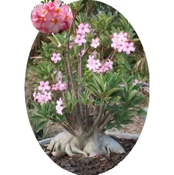 Semeno Adenium arabicum (PNW: Petch Na Wang) 2 semena