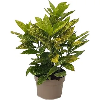 Sazenice Aucuba japonica variegata - Japonský vavřín