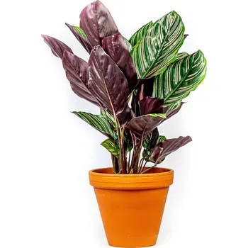 Gardners Calathea Sanderiana (Ornata), průměr 11-12 cm Kalatea