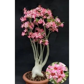 Semeno Adenium somalense v. somalense "Pouštní růže" 2 semena