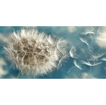 Obraz Kuchyňský panel mezi skříňky Poupata pampelišek 120x60 + LEPIDLO