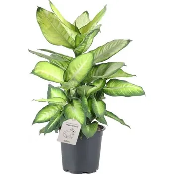 Sazenice Difenbachie, Dieffenbachia Summer Style, průměr květináče 17 cm