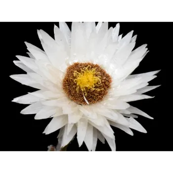 Sazenice Helichrysum marginatum Balení: kontejner p9