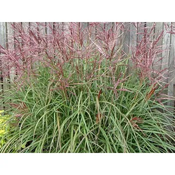 Sazenice Ozdobnice čínská 'Nippon' - Miscanthus sinensis 'Nippon' Balení: kontejner C2