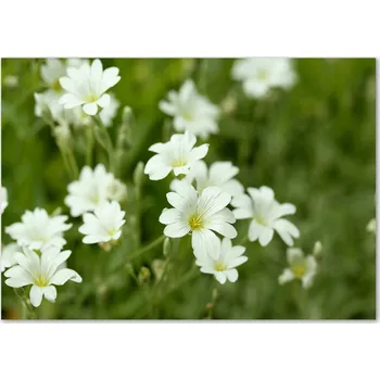 Obraz Skleněný panel 70 x 100 x 4 mm tvrzené sklo broušené bílý