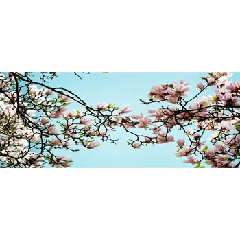 Obraz Lacobel sklo s fotopotiskem Květy magnólie XXL