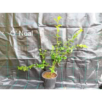 Sazenice O´Neal 30-50 cm