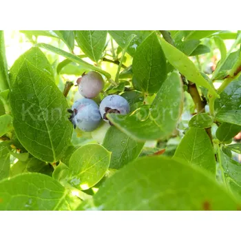 Sazenice Blue Heaven