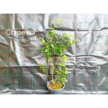 Sazenice Chippewa