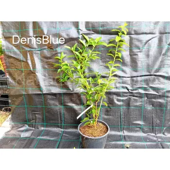 Sazenice Denise Blue 30-50 cm