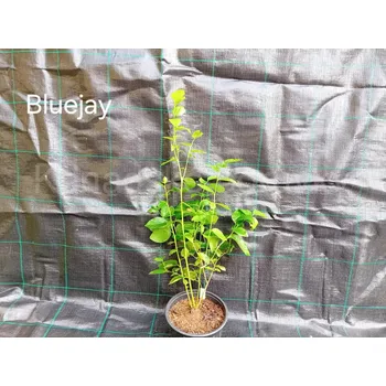 Sazenice Bluejay 50-70 cm
