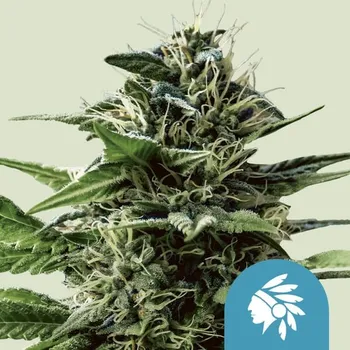Semeno Royal Queen Seeds Tatanka Pure CBD Balení: 1ks