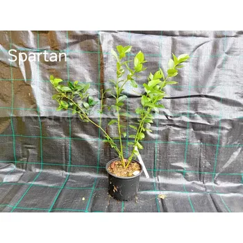 Sazenice Spartan 30-50 cm