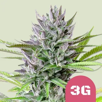 Semeno Royal Queen Seeds Triple G Balení: 5ks