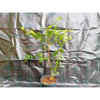 Sazenice Kanadská borůvka Toro 50-70 cm