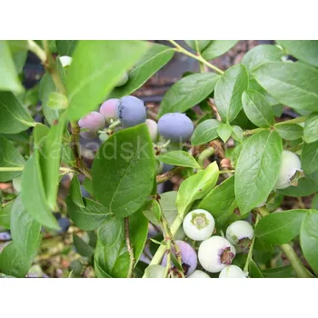 Sazenice Bluetta 40 - 60 cm