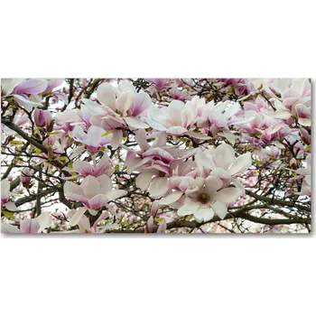 Obraz Kuchyňský panel Květy magnolie 140x70 cm + LEPIDLO