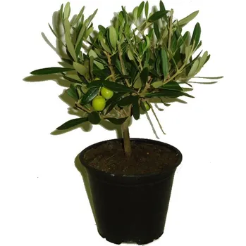 Sazenice Olivovník keř