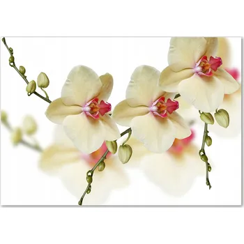 Obraz Skleněný panel Wallmuralia 70x100 cm tvrzené sklo