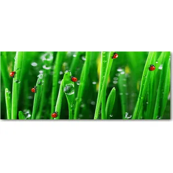 Obraz Skleněná deska s motivem berušky na trávě XXL