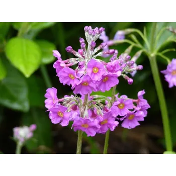 Sazenice Prvosenka patrovitá - Primula beesiana Balení: kontejner p9
