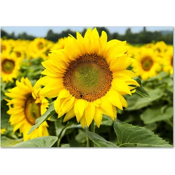 Obraz Skleněný panel Wallmuralia 70x100 cm tvrzené sklo žlutý