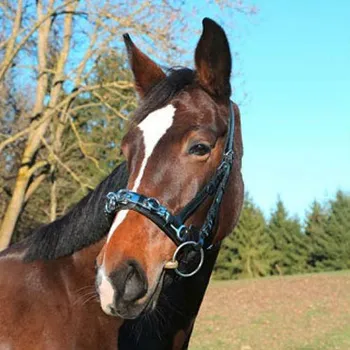 Bezudidlová Ohlávka Covalliero Bezudidlová Ohlávka