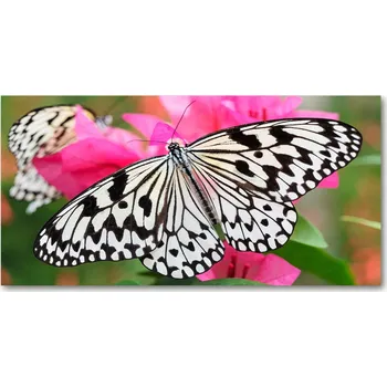 Obraz Kuchyňský panel Motýl na květině 140x70 cm + LEPIDLO