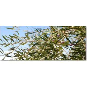Obraz Lacobel ochrana stěny do kuchyně Olivový strom XXL