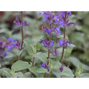 Sazenice Šanta zkřížená 'Grol' - Nepeta x faassenii 'Grol' Balení: kontejner p11