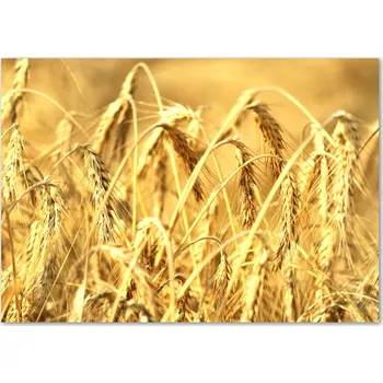 Obraz Skleněný panel Wallmuralia 70x100 cm tvrzené sklo hnědo-béžový