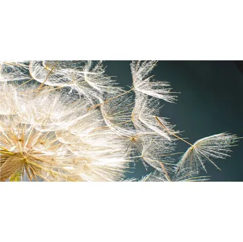 Obraz Kuchyňský panel Pampelišková semínka 100x50 cm + LEPIDLO