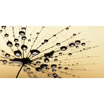 Obraz Kuchyňský panel Pampeliška semínko 140x70 cm + LEPIDLO