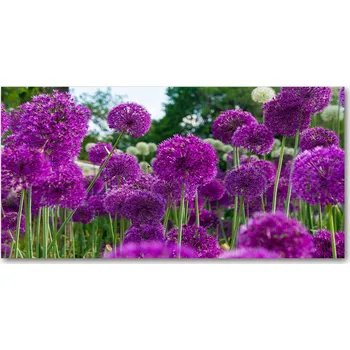 Obraz Kuchyňský panel Květy česneku 120x60 cm + LEPIDLO