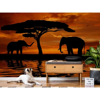 Tapeta Tapeta sloni v západu slunce