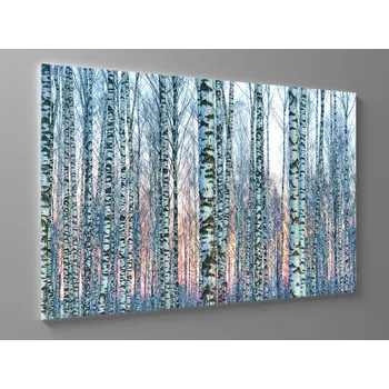 Obraz Obraz bílý březový les Rozměr: 60 x 40 cm