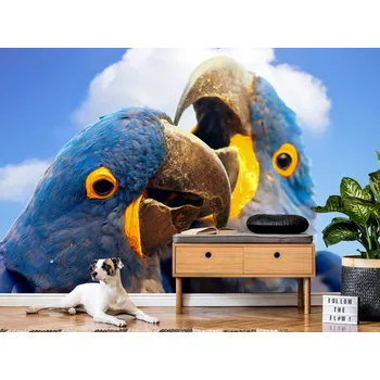 Tapeta Tapeta papoušci