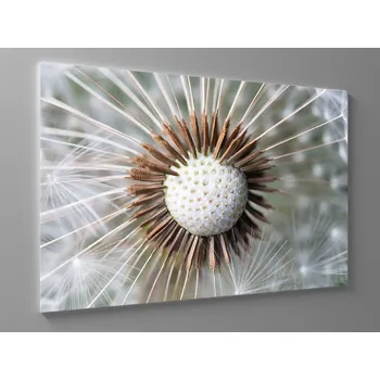 Obraz Obraz odkvetlá pampeliška Rozměr: 90 x 60 cm