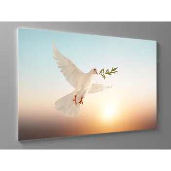 Obraz Obraz bílá holubice Rozměr: 60 x 40 cm