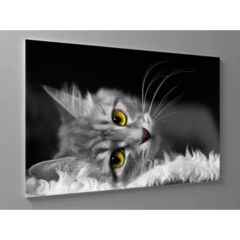 Obraz Černobílý obraz kočka Rozměr: 60 x 40 cm