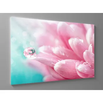 Obraz Obraz růžová chrizantéma Rozměr: 60 x 40 cm