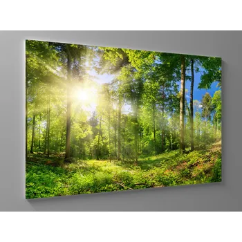 Obraz Obraz prosluněný les Rozměr: 60 x 40 cm