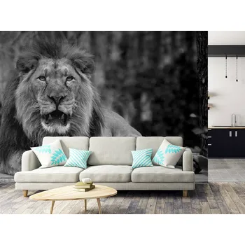 Tapeta Černobílá tapeta lev ve volné přírodě