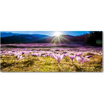 Obraz Lacobel pod linku do kuchyně Krokusy na louce XXL