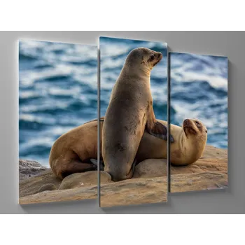 Obraz Obraz ležící tuleňi Rozměr: 60 x 40 cm